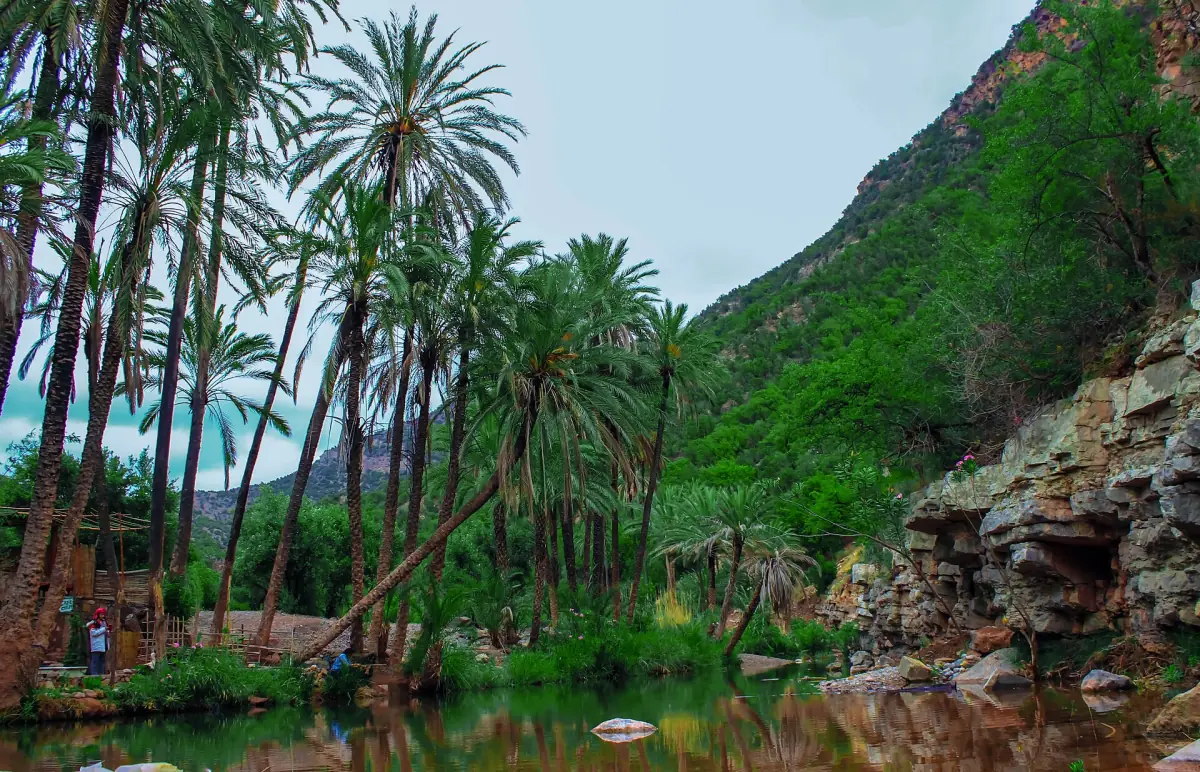 Palmen am Fluss im Paradise Valley